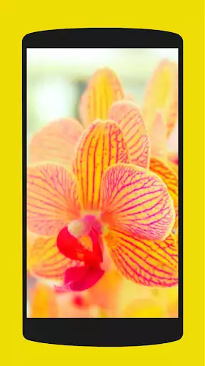 Play Orchid Wallpapers Play Orchid Wallpapers