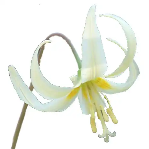 Play Oregon Wildflowers APK Play Oregon Wildflowers APK