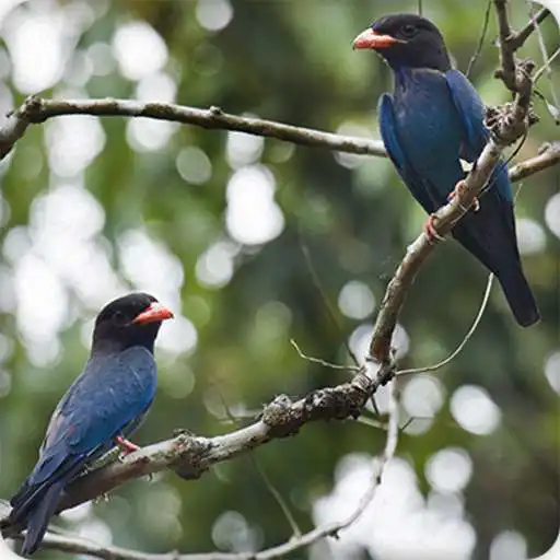 Play Oriental Dollar Bird Call Sounds Ringtone APK Play Oriental Dollar Bird Call Sounds Ringtone APK