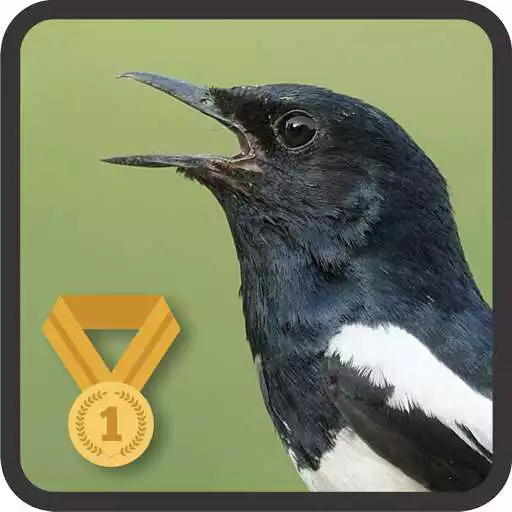 Free play online Oriental Magpie Robin APK