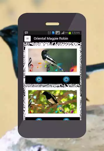 Play Oriental Magpie Robin