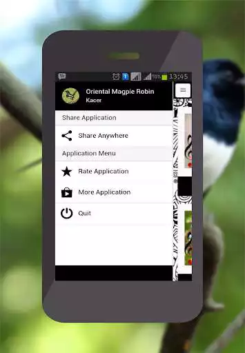 Play Oriental Magpie Robin