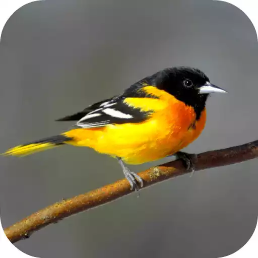 Free play online Oriole Bird Sounds APK