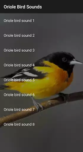 Play Oriole Bird Sounds Play Oriole Bird Sounds