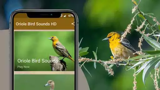 Play Oriole Bird Sounds Play Oriole Bird Sounds