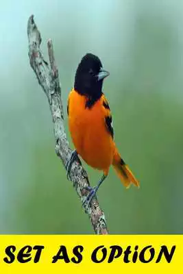 Play Oriole Bird Sounds Play Oriole Bird Sounds