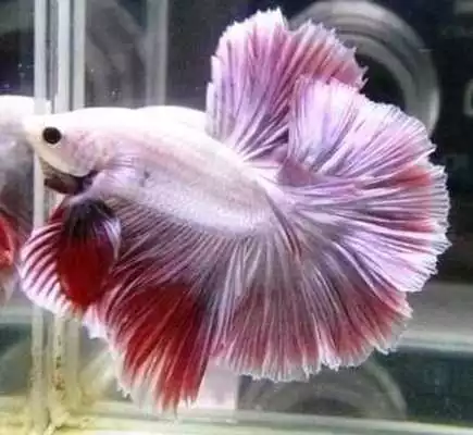 Play Ornamental Fish Culture Play Ornamental Fish Culture