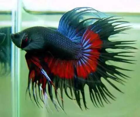 Play Ornamental Fish Culture Play Ornamental Fish Culture