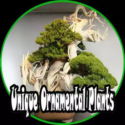 Play Ornamental Plants Ideas