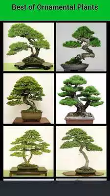 Play Ornamental Plants Ideas