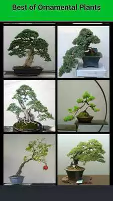 Play Ornamental Plants Ideas