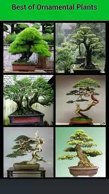 Play Ornamental Plants Ideas