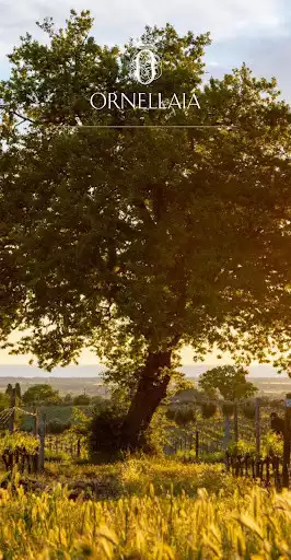 Play Ornellaia  and enjoy Ornellaia with UptoPlay