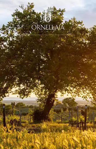 Play Ornellaia as an online game Ornellaia with UptoPlay