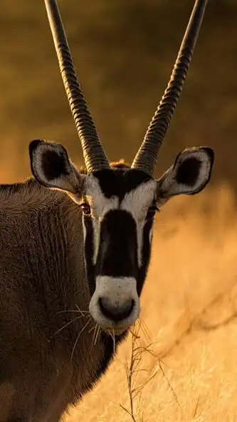 Play Oryx Wallpaper  and enjoy Oryx Wallpaper with UptoPlay