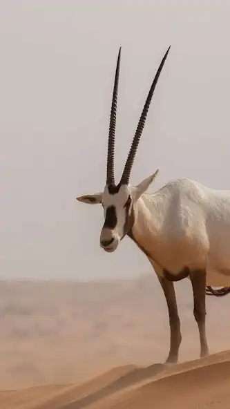 Play Oryx Wallpaper as an online game Oryx Wallpaper with UptoPlay