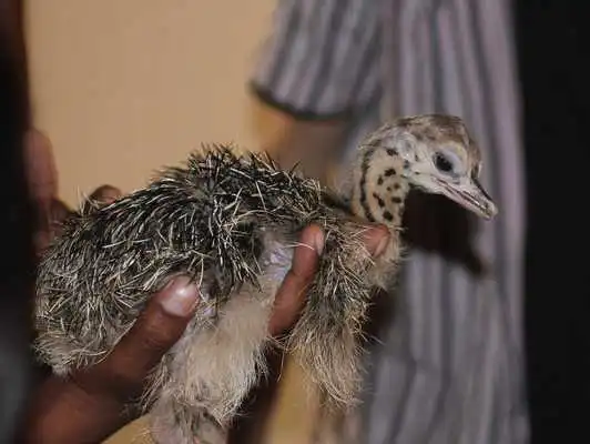 Play Ostrich Chick Wallpapers FREE