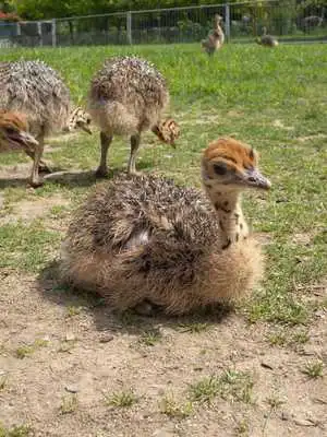 Play Ostrich Chick Wallpapers FREE