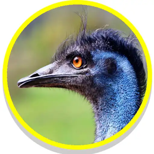 Play Ostrich Emu Sounds APK Play Ostrich Emu Sounds APK