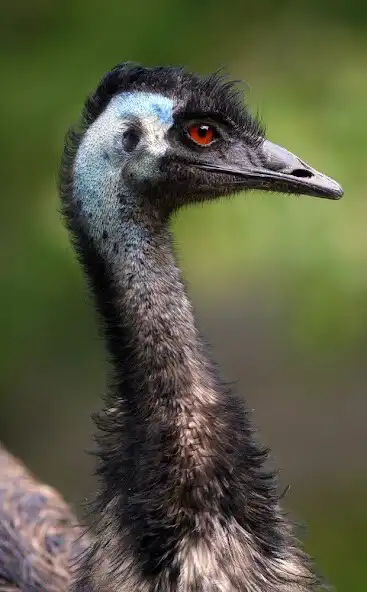 Play Ostrich  Emu Sounds  and enjoy Ostrich  Emu Sounds with UptoPlay