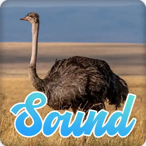 Play Ostrich Sounds Effect APK