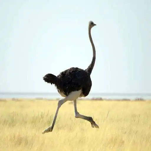 Play Ostrich sounds APK