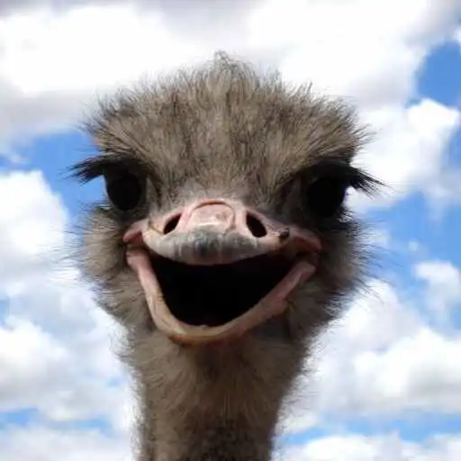 Play Ostrich Wallpaper APK