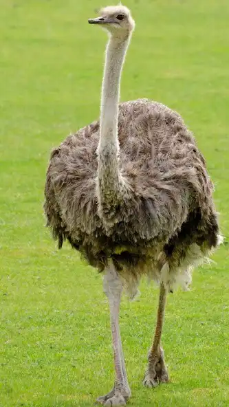 Play Ostrich Wallpaper  and enjoy Ostrich Wallpaper with UptoPlay