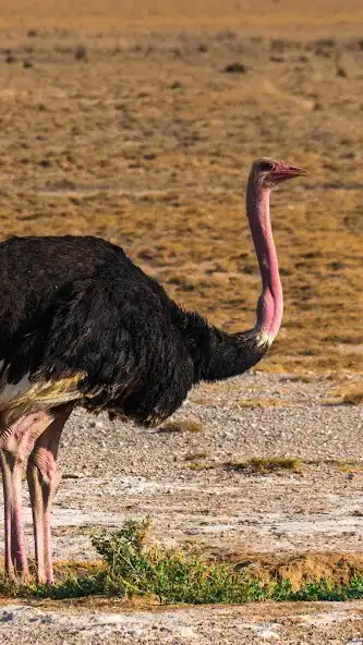 Play Ostrich Wallpaper as an online game Ostrich Wallpaper with UptoPlay