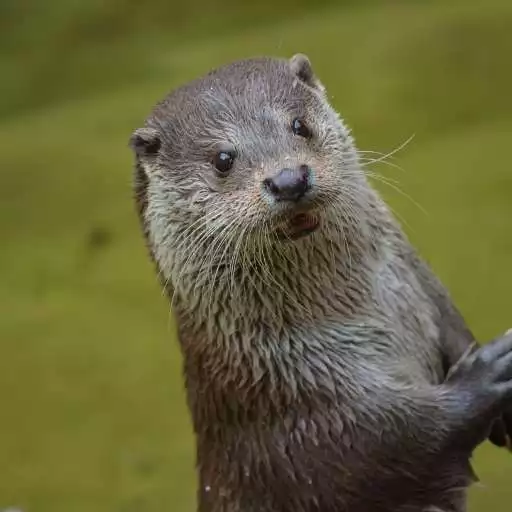 Play Otter Sounds APK