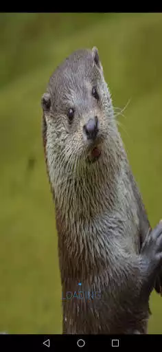 Play Otter Sounds and enjoy Otter Sounds with UptoPlay Play Otter Sounds and enjoy Otter Sounds with UptoPlay