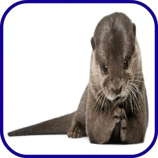 Play Otter Wallpaper APK Play Otter Wallpaper APK