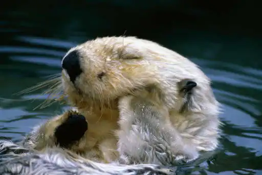 Play Otter Wallpaper  and enjoy Otter Wallpaper with UptoPlay