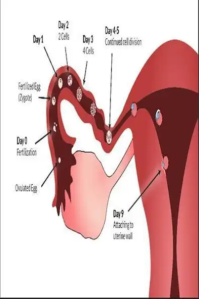 Play ovulation bleeding  and enjoy ovulation bleeding with UptoPlay