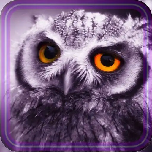 Play Owl Collection live wallpaper APK