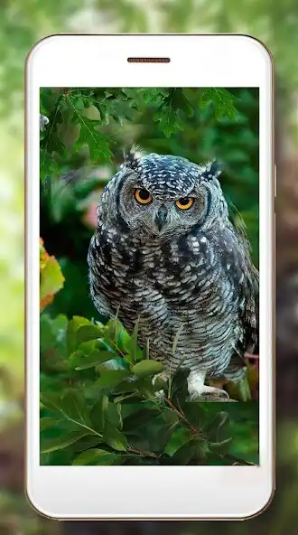 Play Owl Collection live wallpaper as an online game online Owl Collection live wallpaper with UptoPlay Play Owl Collection live wallpaper as an online game Owl Collection live wallpaper with UptoPlay