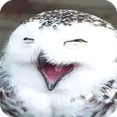 Free play online Owl HD Live Wallpaper APK Free play online Owl HD Live Wallpaper APK