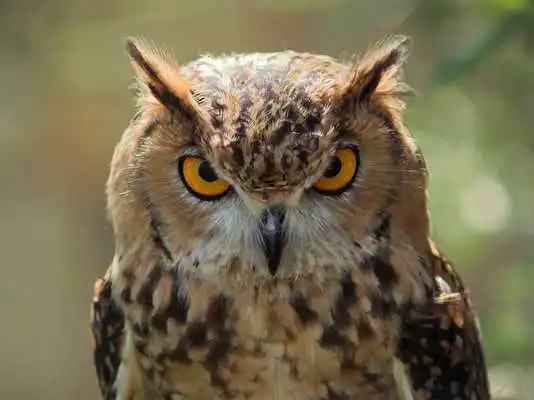 Play Owl HD Live Wallpaper