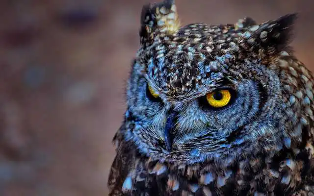 Play Owl HD Live Wallpaper