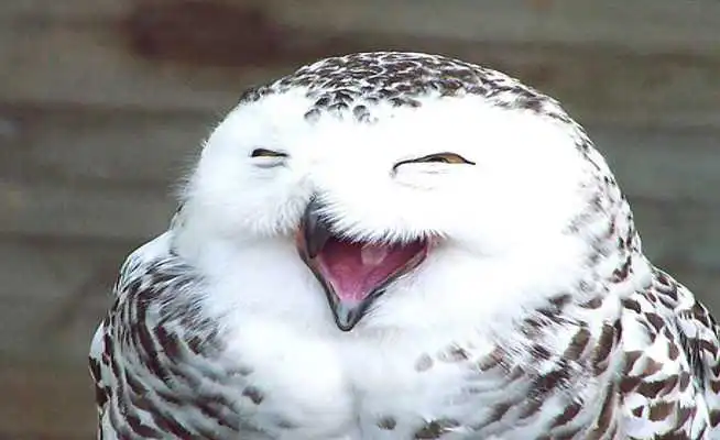 Play Owl HD Live Wallpaper