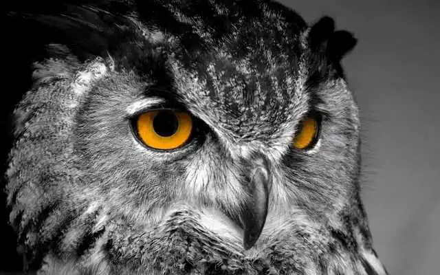 Play Owl HD Live Wallpaper