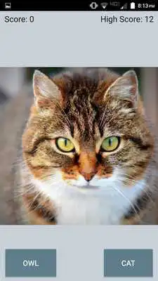 Play Owl or Cat