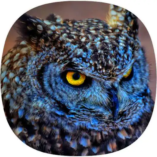 Play Owl Ringtones APK