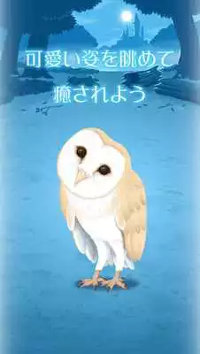 Play Owl Simulation Game