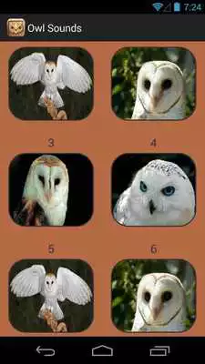 Play Owl Sound Collection