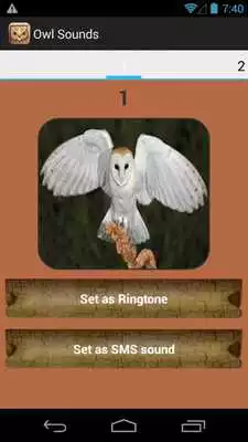 Play Owl Sound Collection