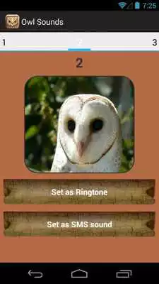 Play Owl Sound Collection