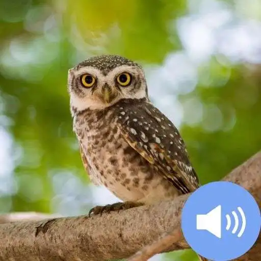 Play Owl Sounds and Wallpapers APK