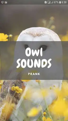 Play Owl Sounds and Wallpapers  and enjoy Owl Sounds and Wallpapers with UptoPlay