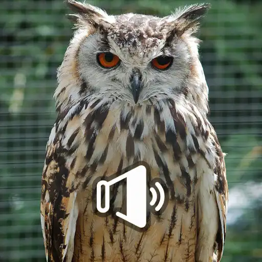 Play Owl Sounds At Night APK